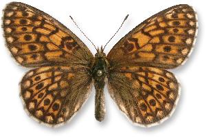 Boloria eunomia_samica