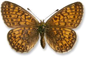 Boloria eunomia_samica.jpg