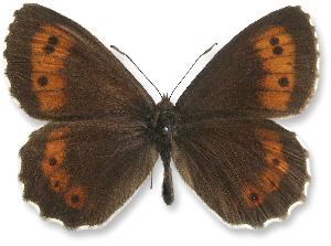 Erebia euryale - samiec