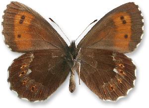 Erebia euryale - samiec - spod