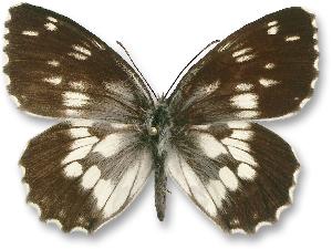 Melanargia galathea