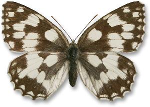 Melanargia galathea - samica