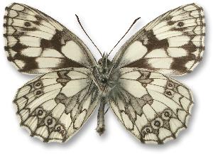 Melanargia galathea - samiec - spód 