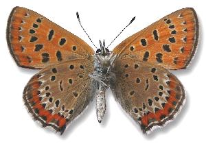 Lycaena helle - samiec - spód