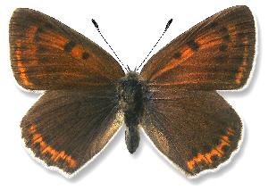 Lycaena hippothoe - samica