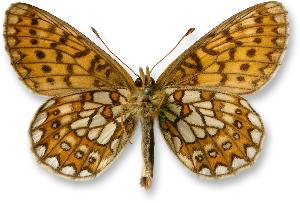 Boloria eunomia_samiec_spod.jpg