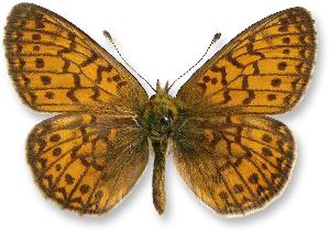 Boloria eunomia_samiec.jpg