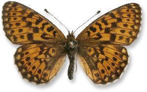 Boloria euphrosyne_samica.jpg