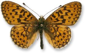 Boloria euphrosyne_samiec.jpg