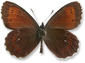 Erebia euryale_samiec_spod.jpg