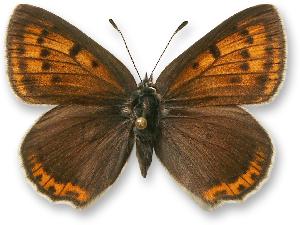 Lycaena hippothoe - samica