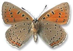 Lycaena hippothoe - samica - spód