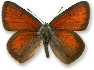 Lycaena hippothoe - samiec