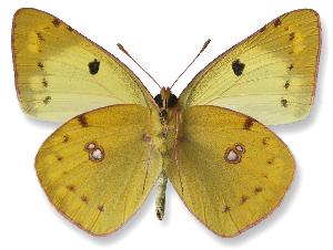 Colias hyale_samiec_spod.jpg