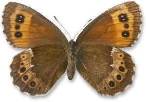 Erebia ligea_samica_spod.jpg