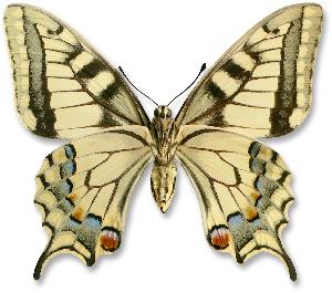 Papilio machaon - samica - spód