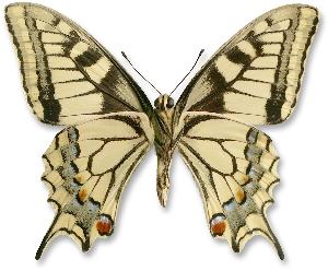 Papilio machaon - samiec - spód