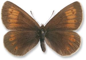 Erebia manto_samica.jpg