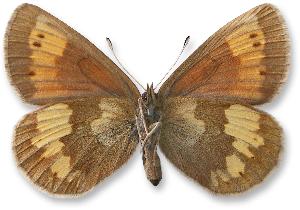 Erebia manto_samica_spod.jpg