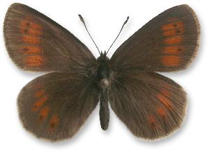 Erebia manto_samiec.jpg