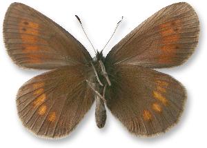 Erebia manto_samiec_spod.jpg