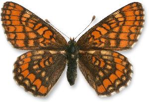 Euphydryas maturna_samica.jpg