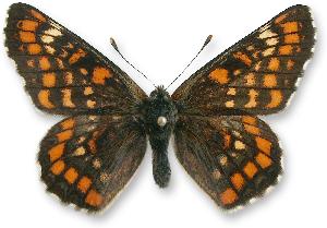 Euphydryas maturna_samiec.jpg