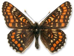 Euphydryas maturna_samiec.jpg