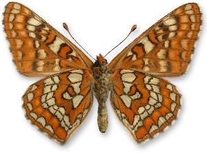 Euphydryas maturna_samiec_spod.jpg