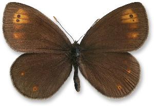 Erebia medusa_samiec forma.jpg