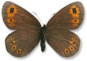 Erebia medusa_samica_spod.jpg