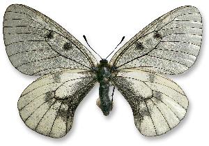 Parnassius mnemosyne - samica