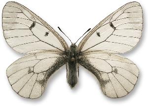 Parnassius mnemosyne - samiec