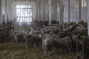 Kołuda Wielka - Krajowy Ośrodek Badawczo-hodowlany Gęsi