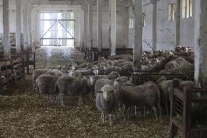 Kołuda Wielka - Krajowy Ośrodek Badawczo-hodowlany Gęsi