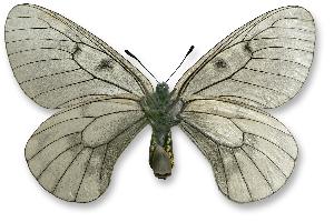 Parnassius mnemosyne - samica - spód