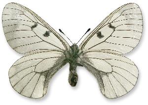 Parnassius mnemosyne - samiec - spód