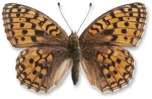 Argynnis niobe_samica.jpg