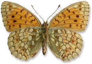 Argynnis niobe_samica_spod.jpg