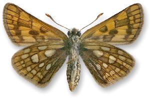 Carterocephalus palaemon_samica_spod.jpg