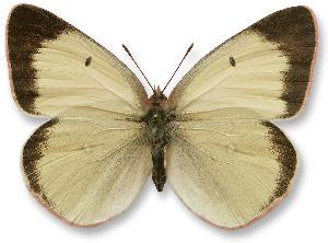 Colias palaeno_samica_kremowa.jpg