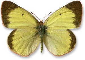 Colias palaeno_samica_zolta.jpg