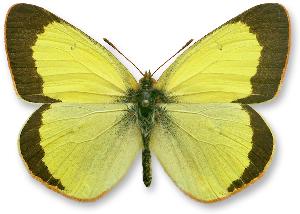 Colias palaeno_samiec.jpg