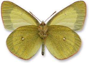 Colias palaeno_samiec_spod.jpg