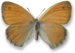 Coenonympha pamphilus_samica.jpg