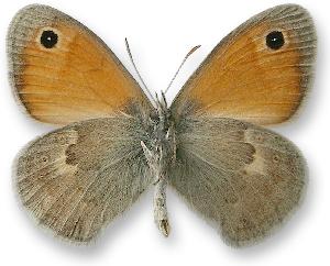 Coenonympha pamphilus_samiec_spod.jpg