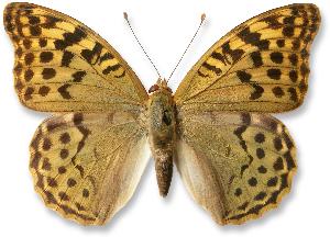 Argynnis pandora_samica.jpg