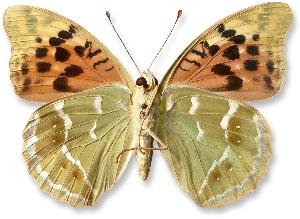 Argynnis pandora_samica_spod.jpg