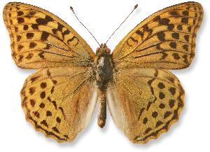 Argynnis pandora_samiec.jpg