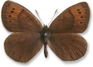 Erebia pandrose_samiec.jpg